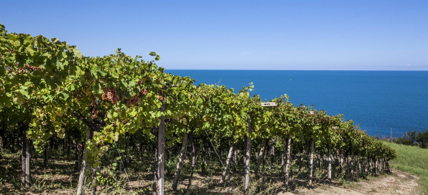 Wine Enthusiast incorona l’Abruzzo come regione vinicola dell’anno