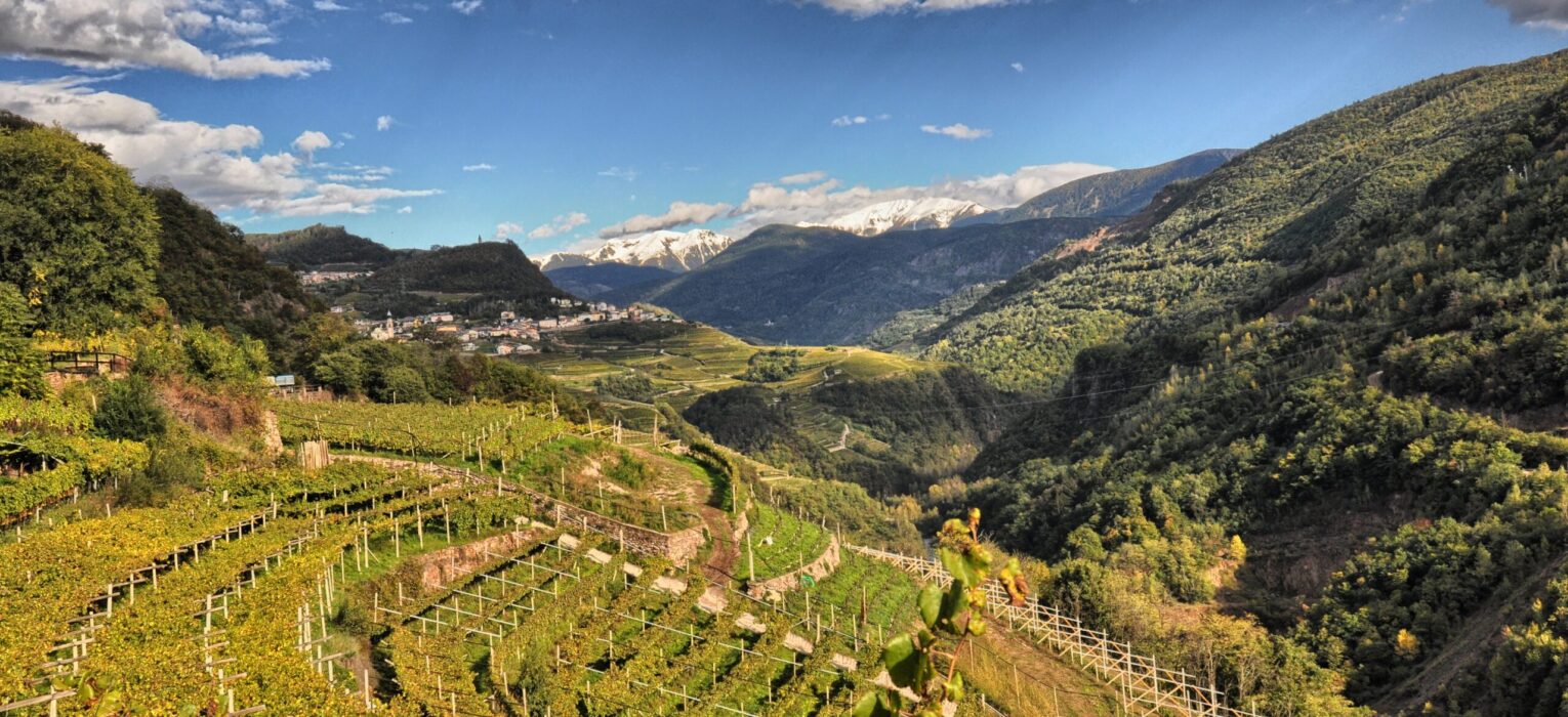 Wine Enthusiast nomina il Trentino Wine Region of the Year 2020