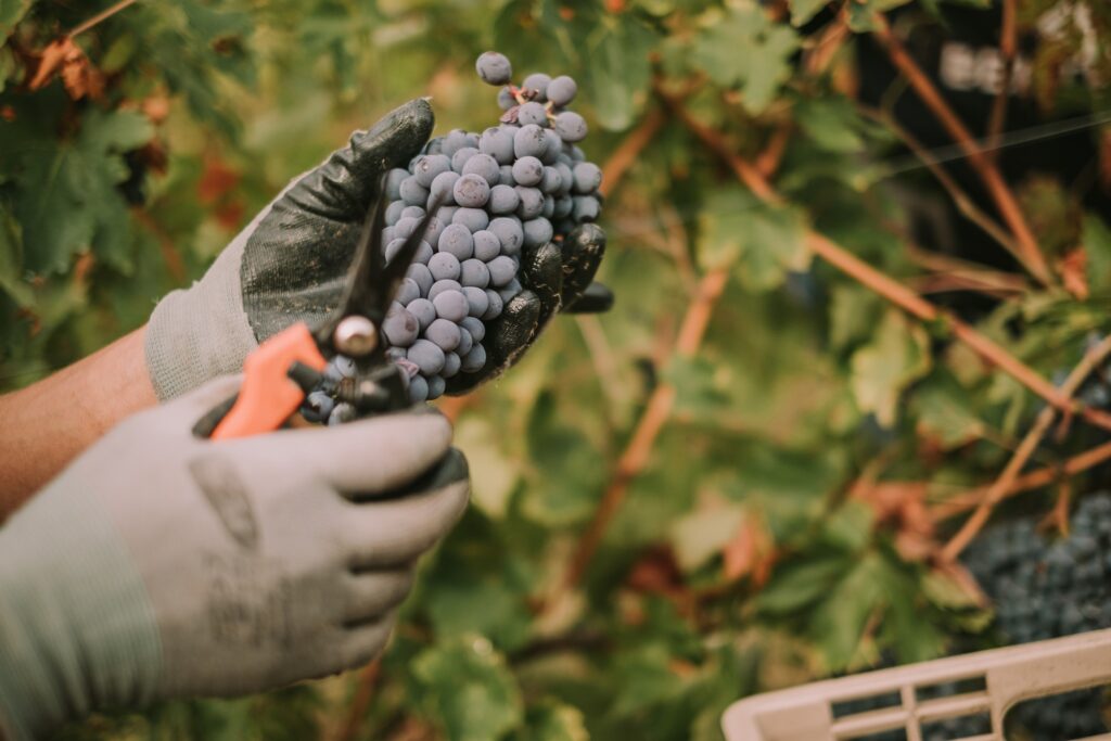 Tedeschi Wines: «Oggi la sostenibilità in cantina è cruciale»