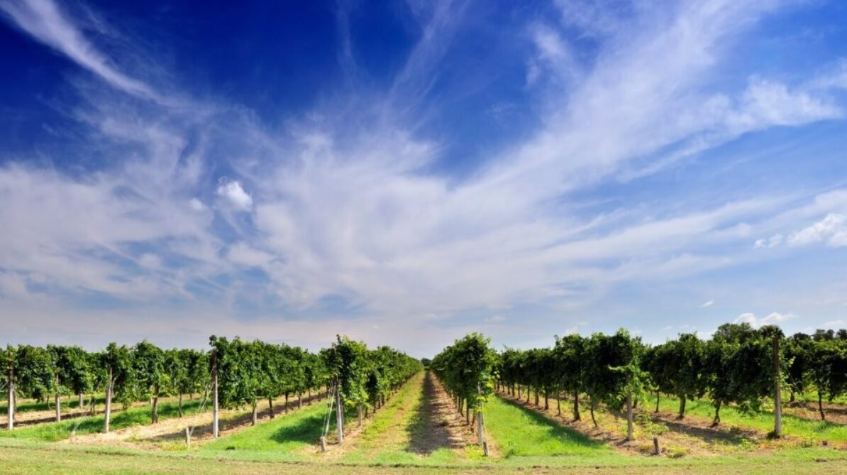 Il Consorzio Vini Venezia frena sul Pinot Grigio con la produzione programmata